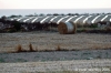 gozo_gharb031