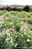 gozo_gharb039