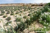 gozo_gharb040