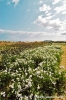 gozo_gharb041