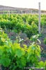 gozo_gharb050