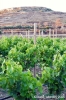 gozo_gharb053