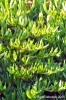 gozo_ramla_bay21