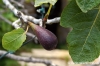 gozo_sannat_tacenc004