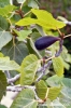 gozo_sannat_tacenc005