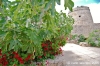 gozo_sannat_tacenc061