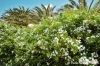 gozo_sannat_tacenc074