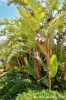 gozo_sannat_tacenc077