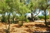 gozo_sannat_tacenc085