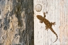 gozo_victoria045