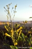 gozo_victoria_cittadella056