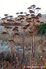 gozo_victoria_cittadella062