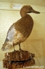 gozo_victoria_cittadella174