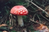 funghi1103_31