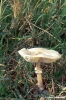 funghi145_04