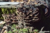 funghi145_18