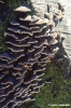 funghi145_21
