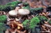 funghi145_29