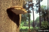 funghi268_05