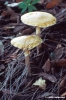 funghi93_05