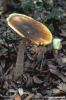 funghi94_06