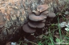 funghi94_18