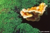 funghi94_48