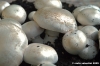 funghi_coltivati4