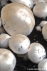 funghi_coltivati8