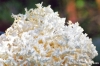 funghi_corallino01