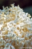 funghi_corallino02