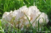 funghi_corallino03