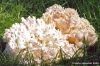 funghi_corallino07