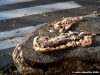 funghi_giannotti1
