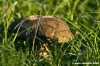 funghi_porcino02