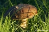 funghi_porcino04