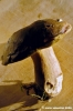 funghi_porcino09