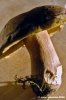 funghi_porcino13