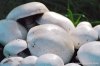 funghi_prataiolo09