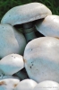 funghi_prataiolo11