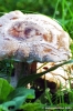 funghi_shii_take03