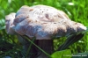 funghi_shii_take06