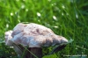 funghi_shii_take07