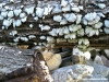 funghi_tronco1