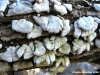 funghi_tronco2
