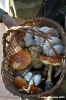 raccolta_funghi09