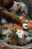 raccolta_funghi11
