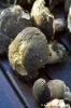 raccolta_funghi18