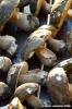 raccolta_funghi19