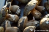raccolta_funghi20